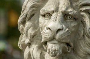lion