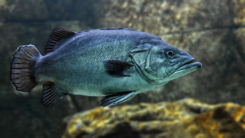 Qual Fish The Object Of One’s Desire Is The Means Of One’s Capture | Quintus Curtius